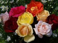 Девушка Цветы цветы, букет, розы, капли обои рабочий стол