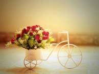 Девушка Цветы цветы, розы, велосипед обои рабочий стол