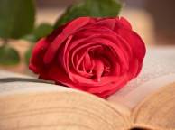 Девушка Цветы роза, красная, розовая, книга, цветок, макро обои рабочий стол