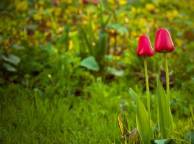 Девушка Цветы весна, тюльпаны, трава, поляна обои рабочий стол