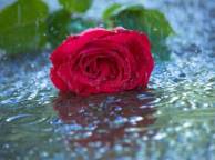 Девушка Цветы цветок, роза, красная, капли, дождь, вода обои рабочий стол