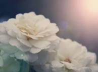 Девушка Цветы розы, белые, лепестки, блики, нежно обои рабочий стол