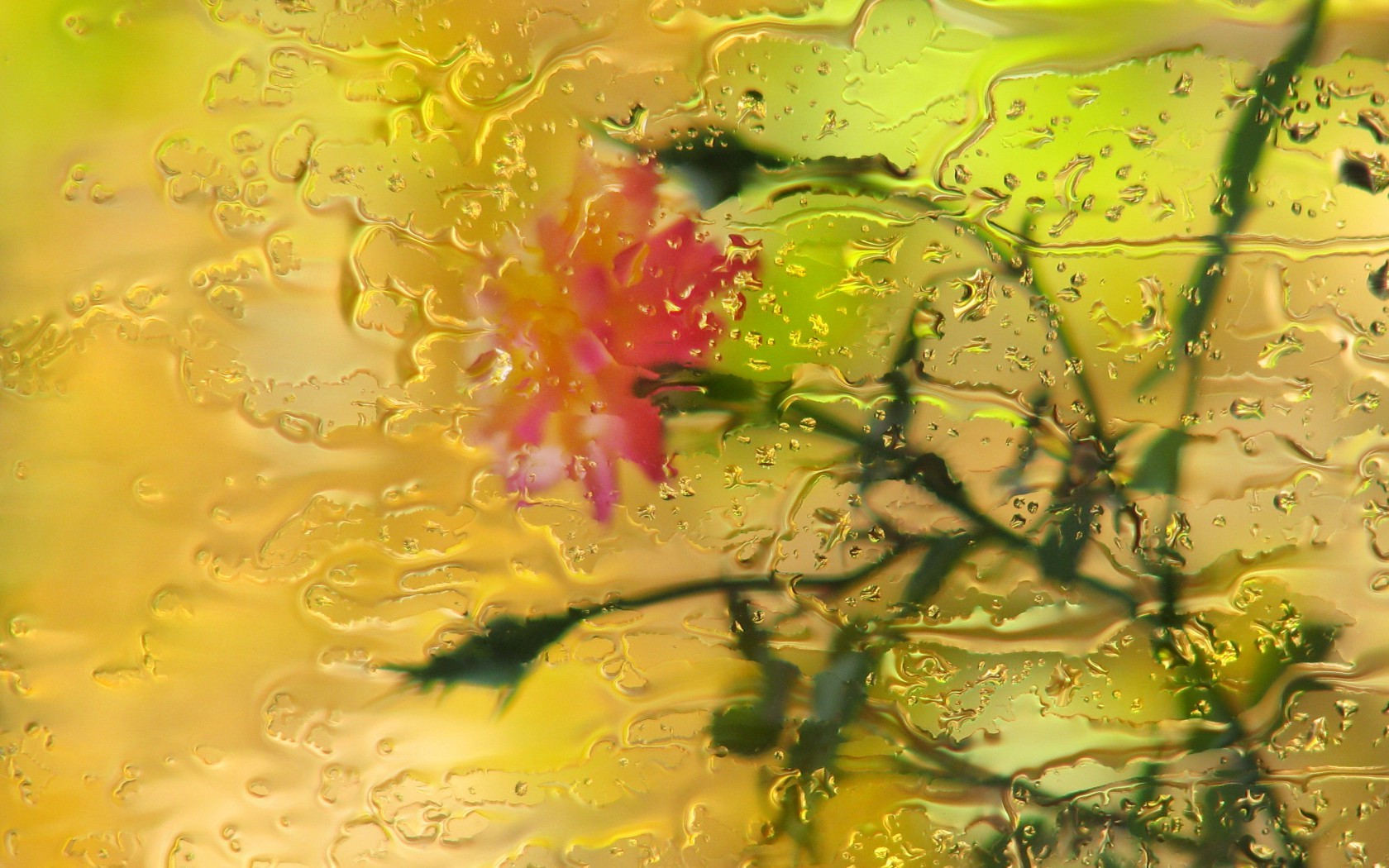  Цветы цветы, роза, дождь, стекло, капли, боке картинка, обои рабочий стол
