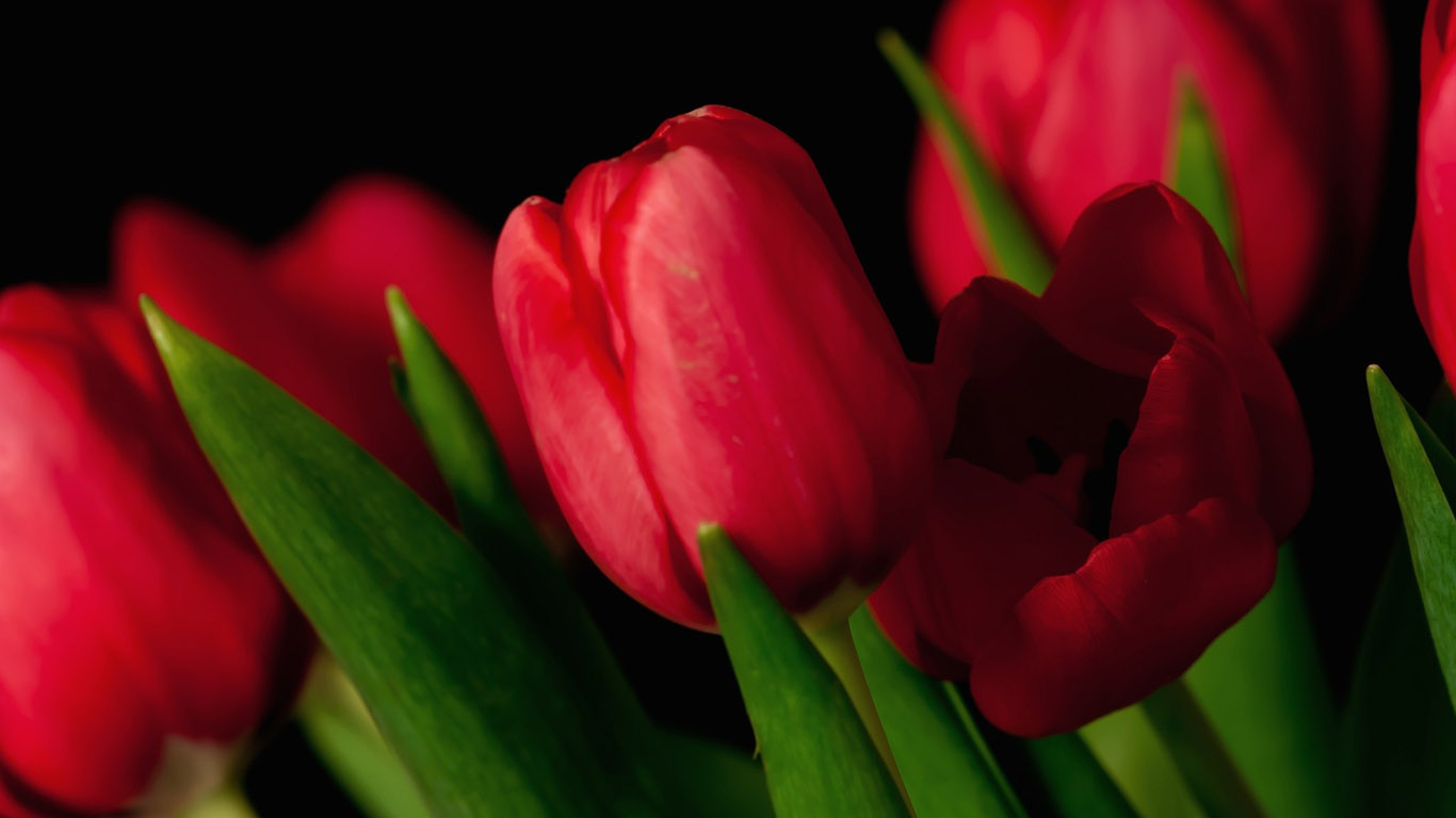 Природа, пейзаж Цветы Красные тюльпаны красивые обои рабочий стол