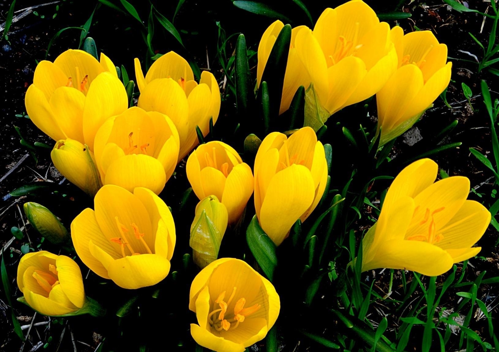 Природа, пейзаж Цветы крокусы, желтые, первоцвет, весна красивые обои рабочий стол