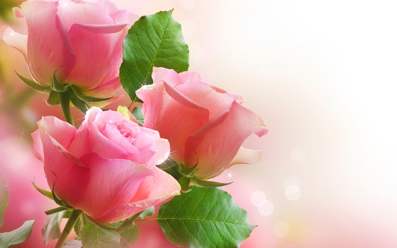  Цветы Розы, цветы, красивые картинка, обои рабочий стол