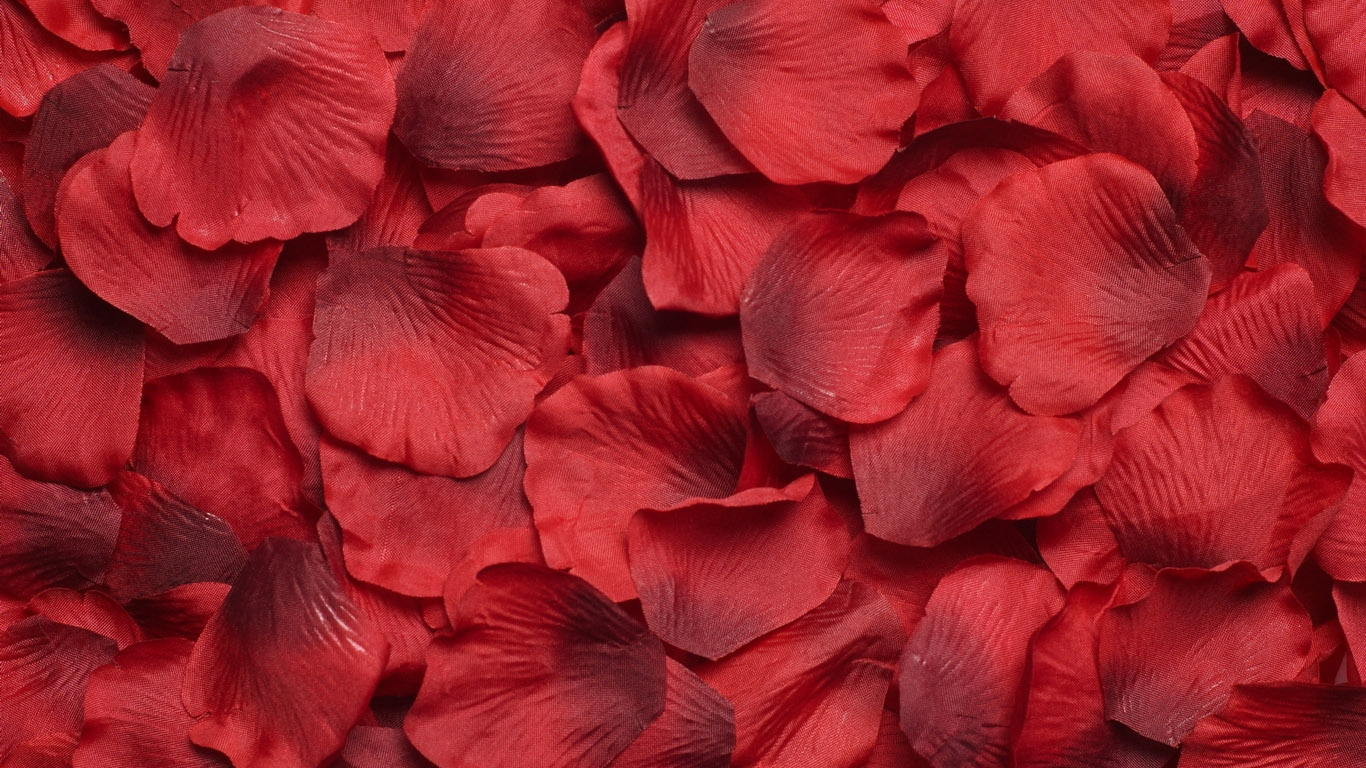 Природа, пейзаж Цветы Красные лепестки цветов красивые обои рабочий стол