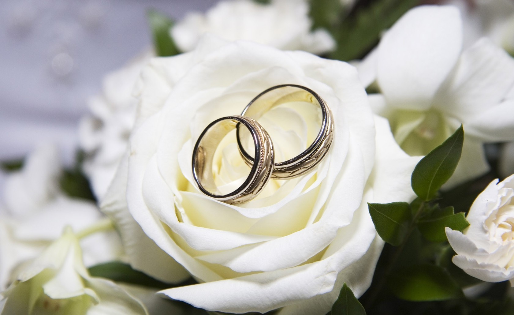  Цветы белая, роза, свадьба, кольца картинка, обои рабочий стол