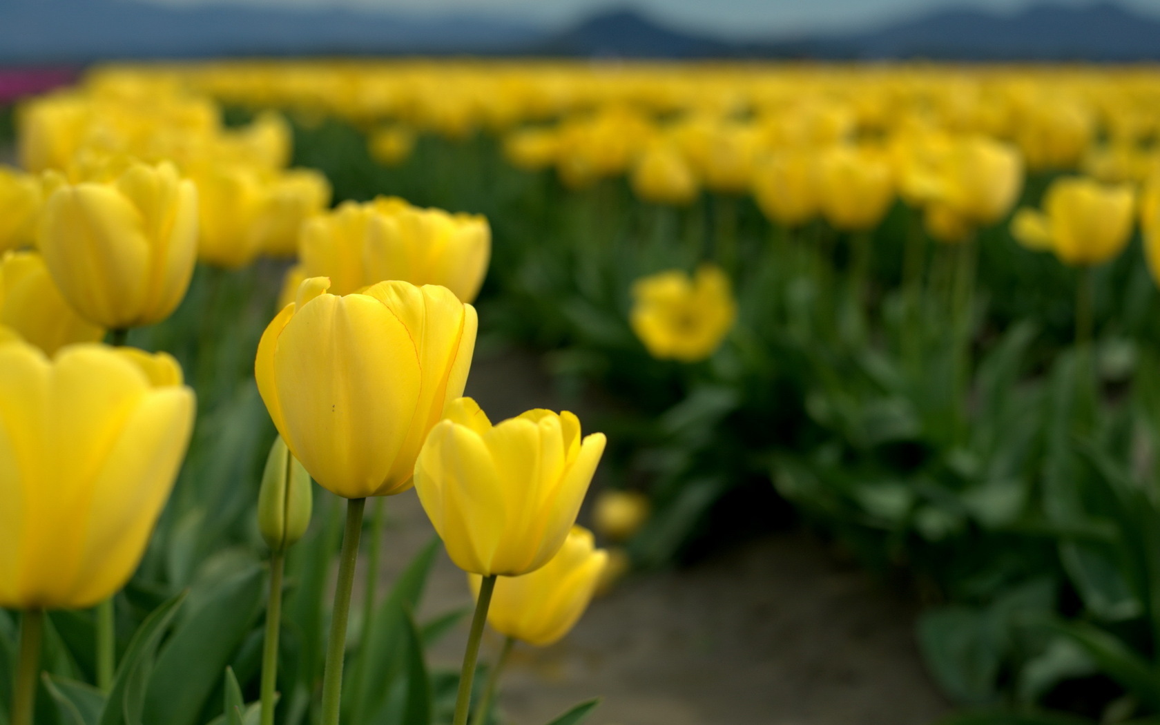 Природа, пейзаж Цветы тюльпаны, поле красивые обои рабочий стол