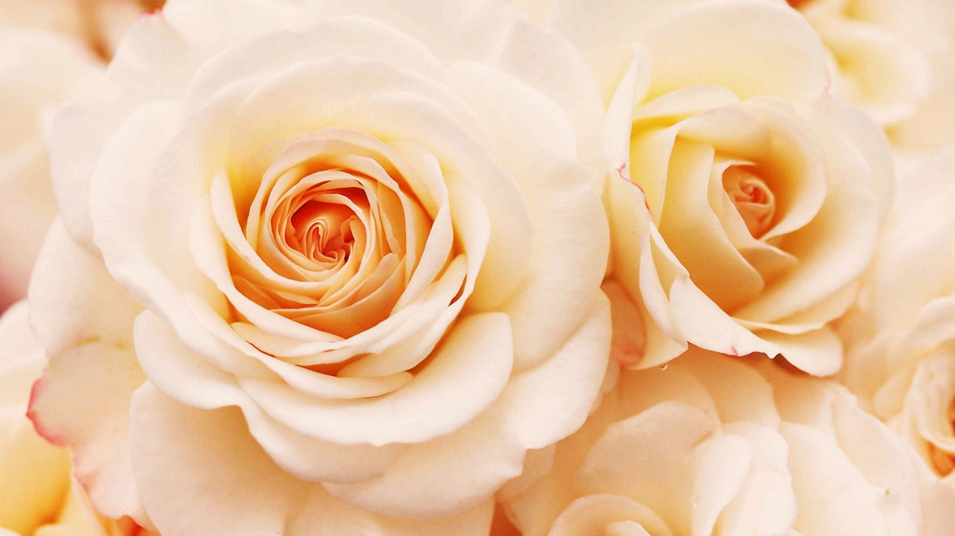 Природа, пейзаж Цветы Кремовая роза красивые обои рабочий стол