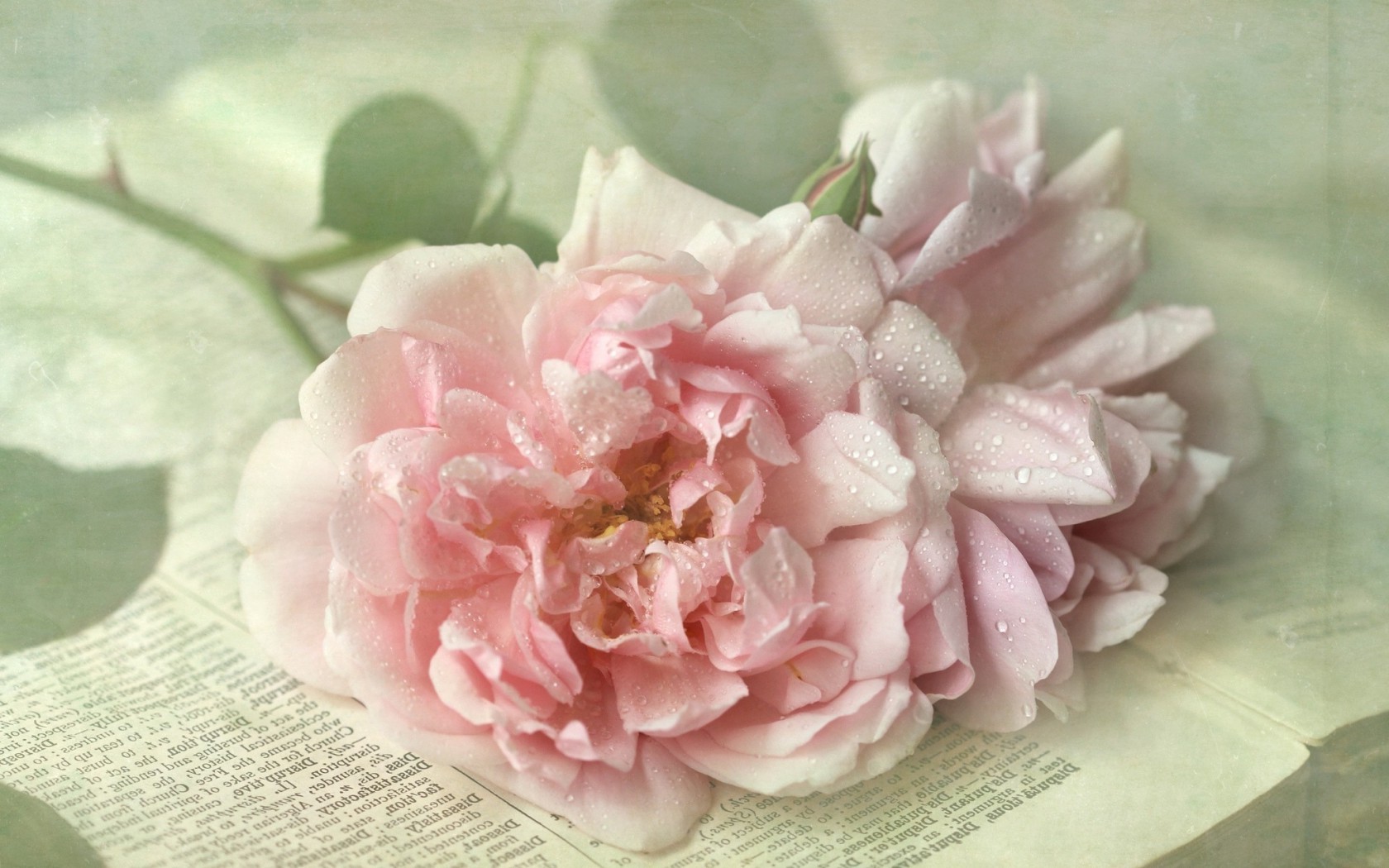  Цветы роза, розовая, капли, макро, страница, лепестки картинка, обои рабочий стол