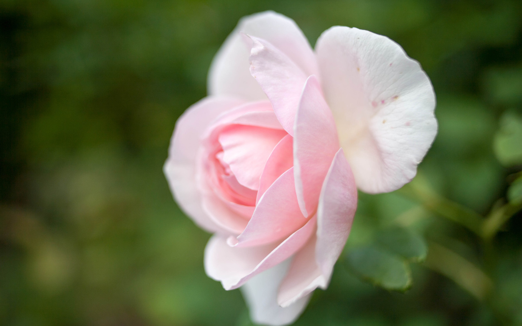 Природа, пейзаж Цветы роза, розовая, лепестки, бутон, цветок красивые обои рабочий стол