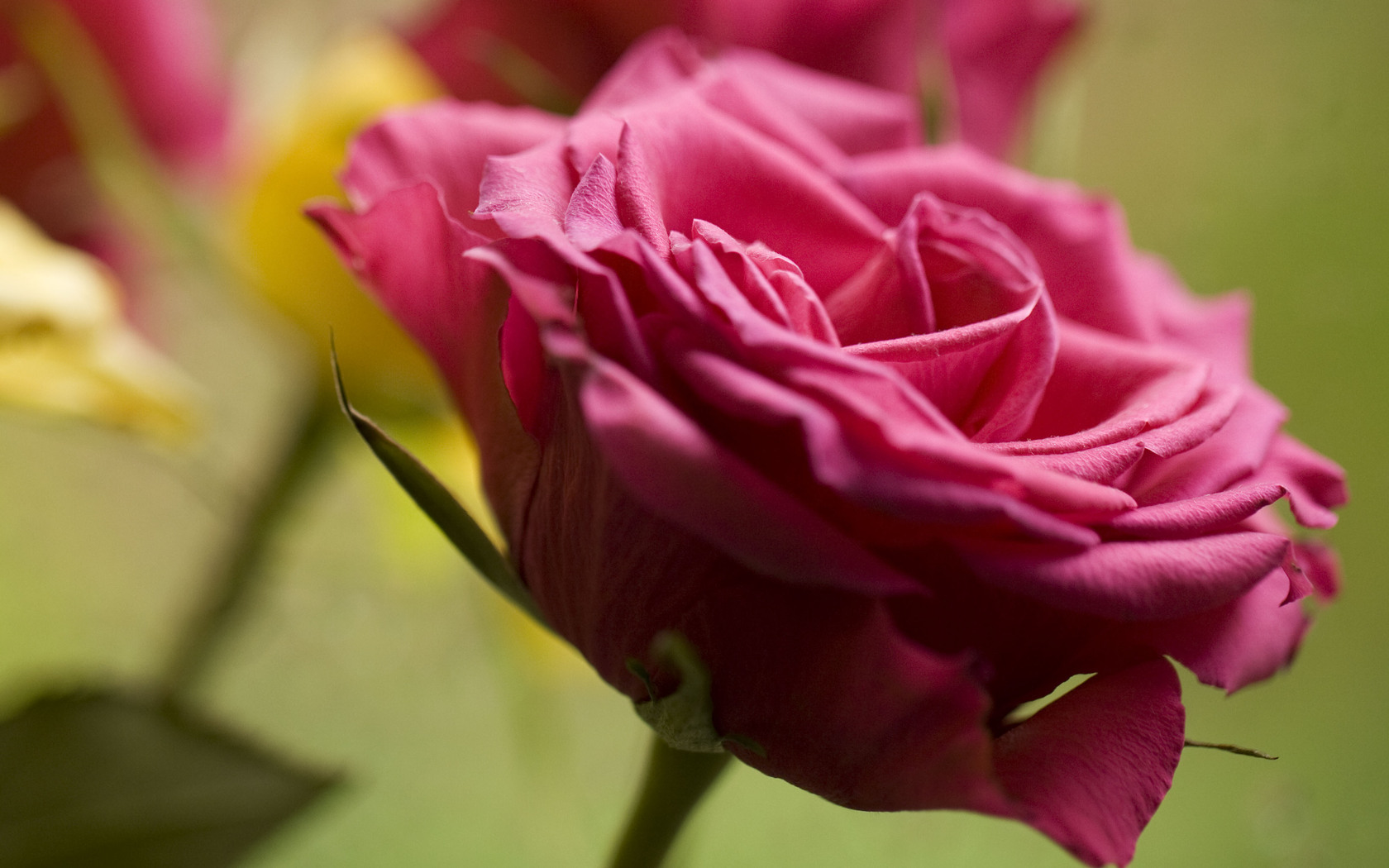  Цветы цветок, роза, розовая картинка, обои рабочий стол