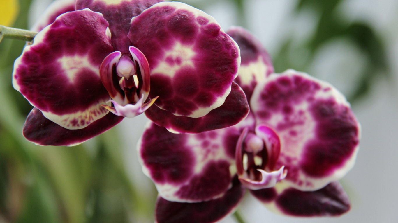 Природа, пейзаж Цветы Орхидеи красивые обои рабочий стол