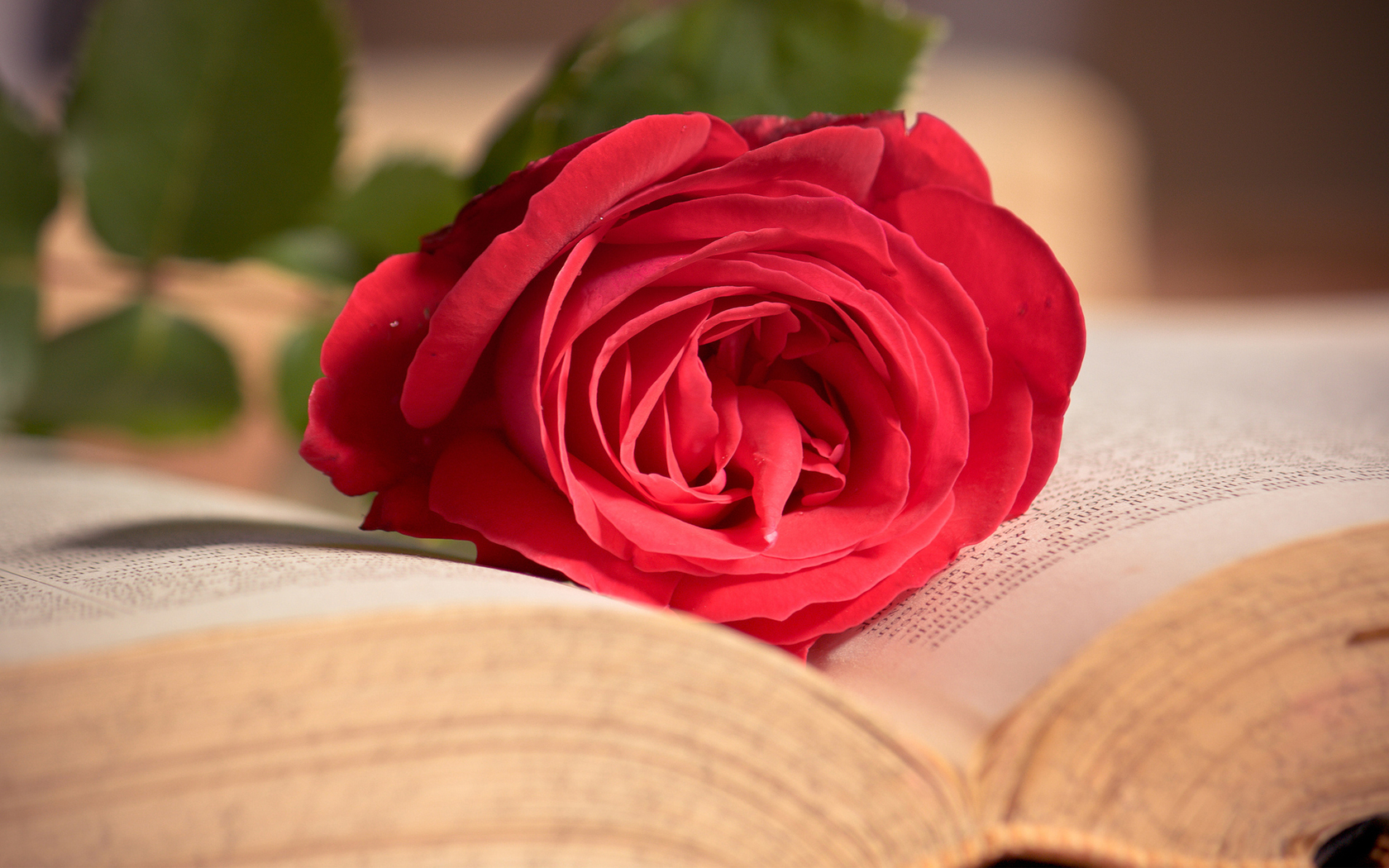  Цветы роза, красная, розовая, книга, цветок, макро картинка, обои рабочий стол