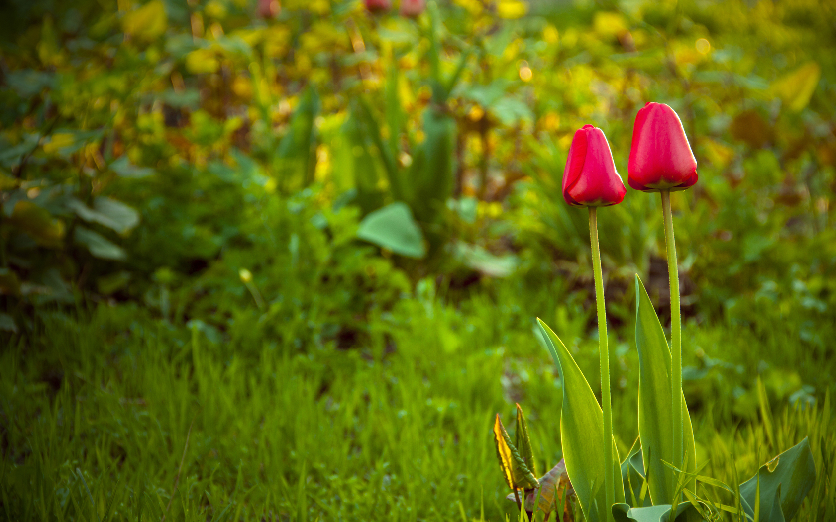 Природа, пейзаж Цветы весна, тюльпаны, трава, поляна красивые обои рабочий стол