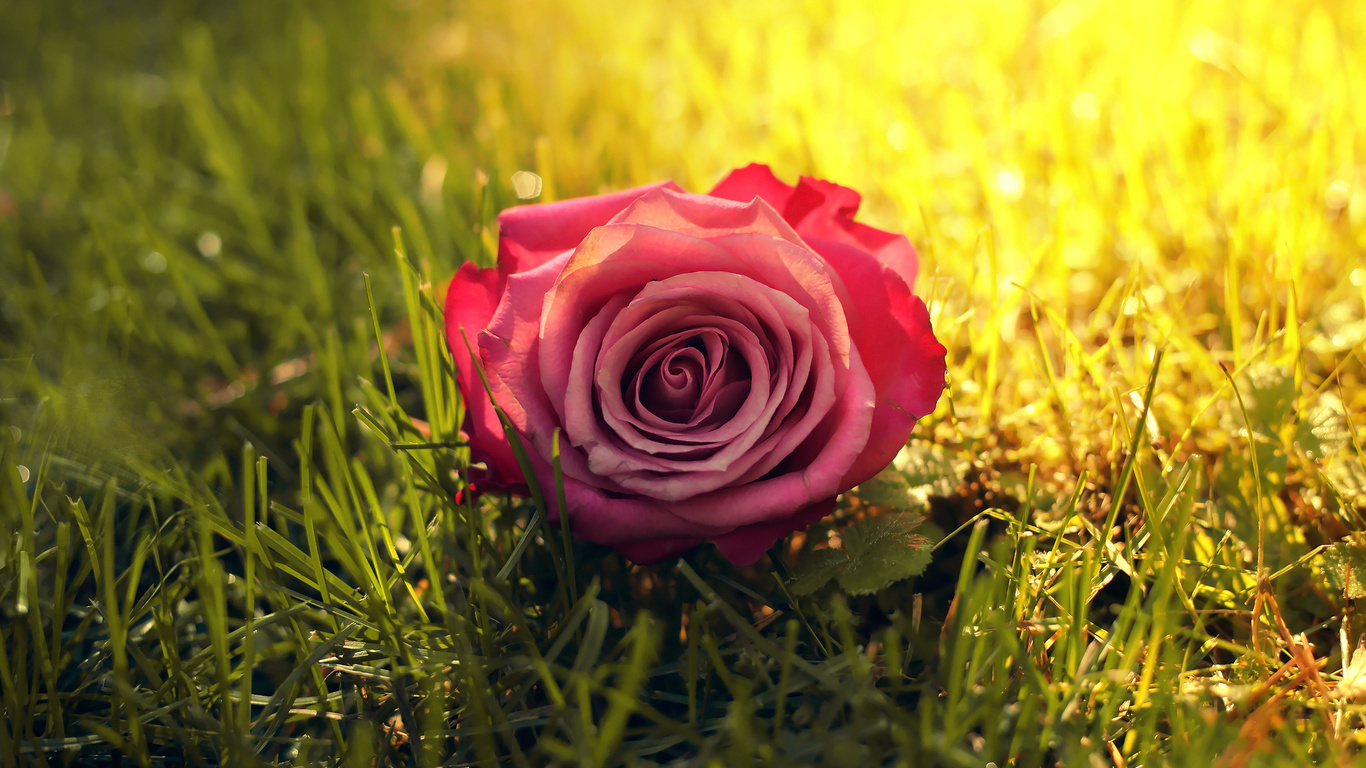 Природа, пейзаж Цветы Красная роза на траве красивые обои рабочий стол
