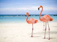 Девушка Море фламинго, пляж обои рабочий стол
