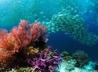 Девушка Море подводный мир, рыбы, косяк, кораллы обои рабочий стол