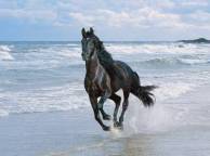 Девушка Море конь, лошадь, берег, вода, небо, свобода обои рабочий стол