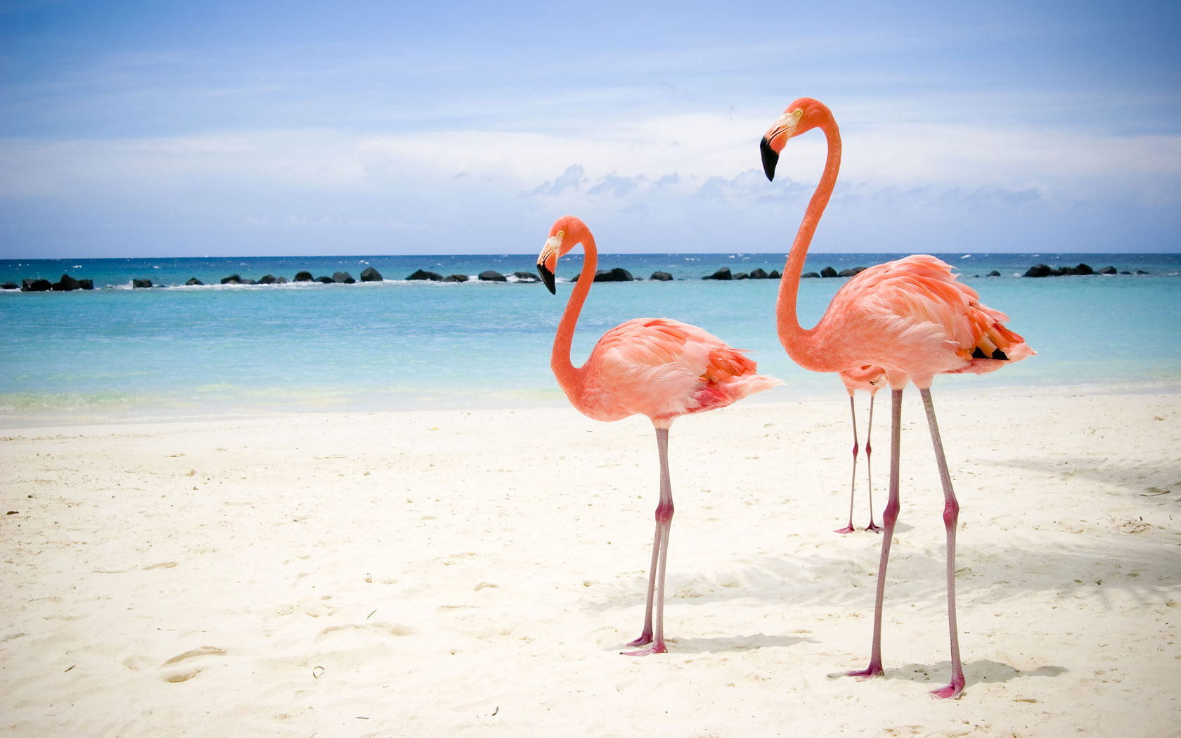 Природа, пейзаж Море фламинго, пляж красивые обои рабочий стол