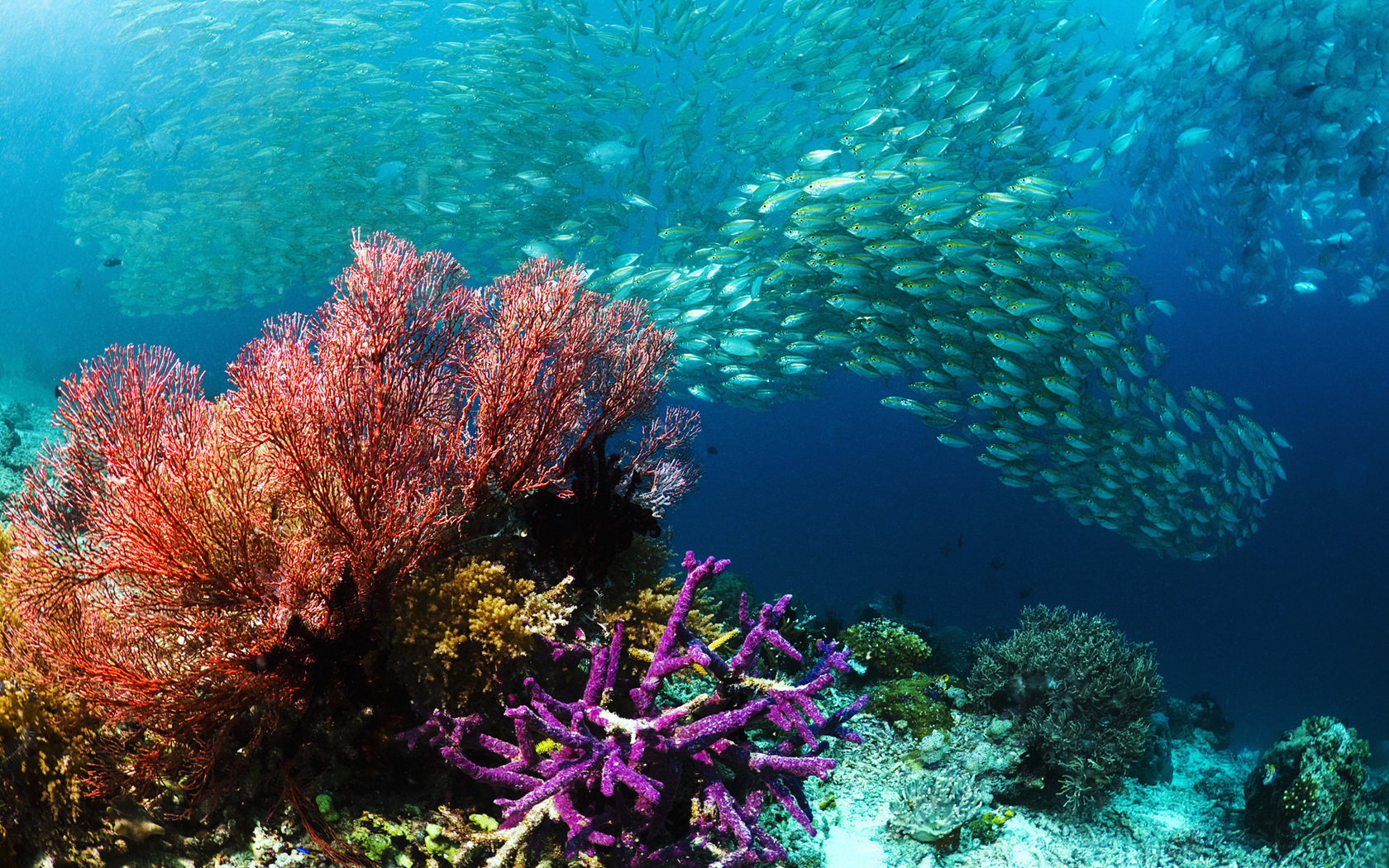 Природа, пейзаж Море подводный мир, рыбы, косяк, кораллы красивые обои рабочий стол