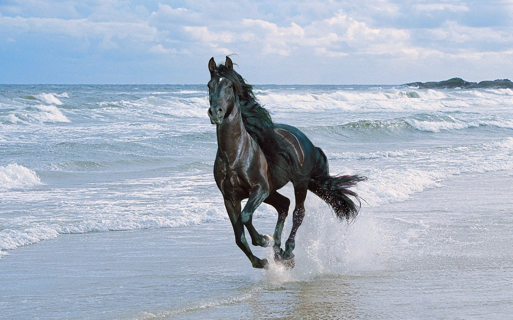 Природа, пейзаж Море конь, лошадь, берег, вода, небо, свобода красивые обои рабочий стол