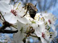 Девушка Весна Spring, wallpaper 0144 обои рабочий стол