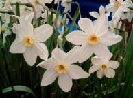 Девушка Весна Spring, wallpaper 0136 обои рабочий стол