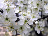 Девушка Весна Spring, wallpaper 0133 обои рабочий стол
