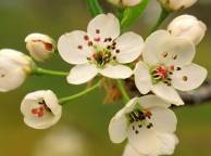 Девушка Весна Spring, wallpaper 0140 обои рабочий стол