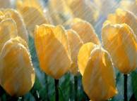 Девушка Весна Spring, wallpaper 0132 обои рабочий стол