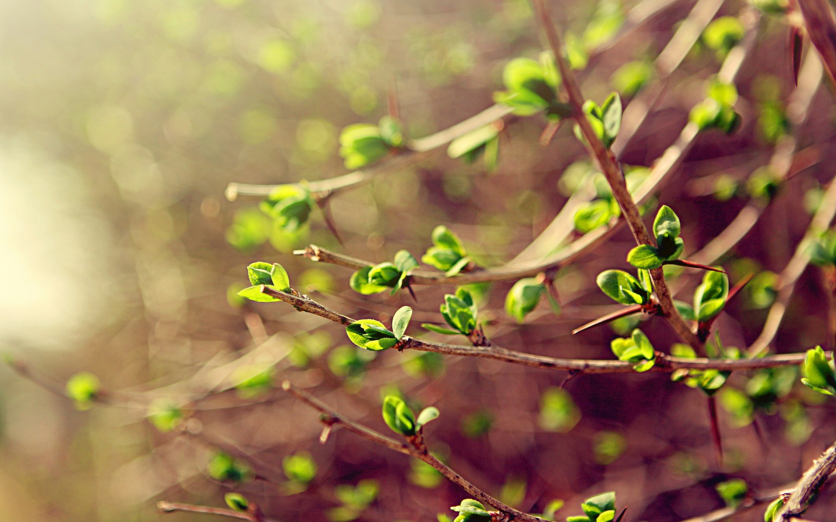 Весна листья, ветки, зелень, макро фото, обои на рабочий стол
