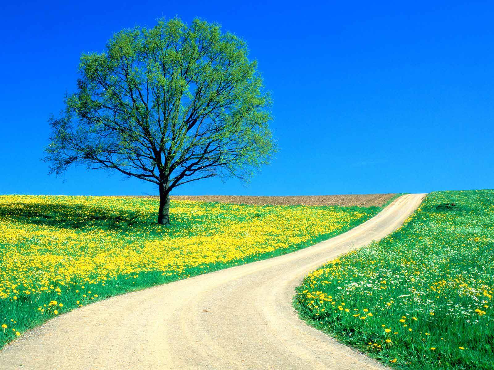  Весна Spring, wallpaper 0118 картинка, обои рабочий стол