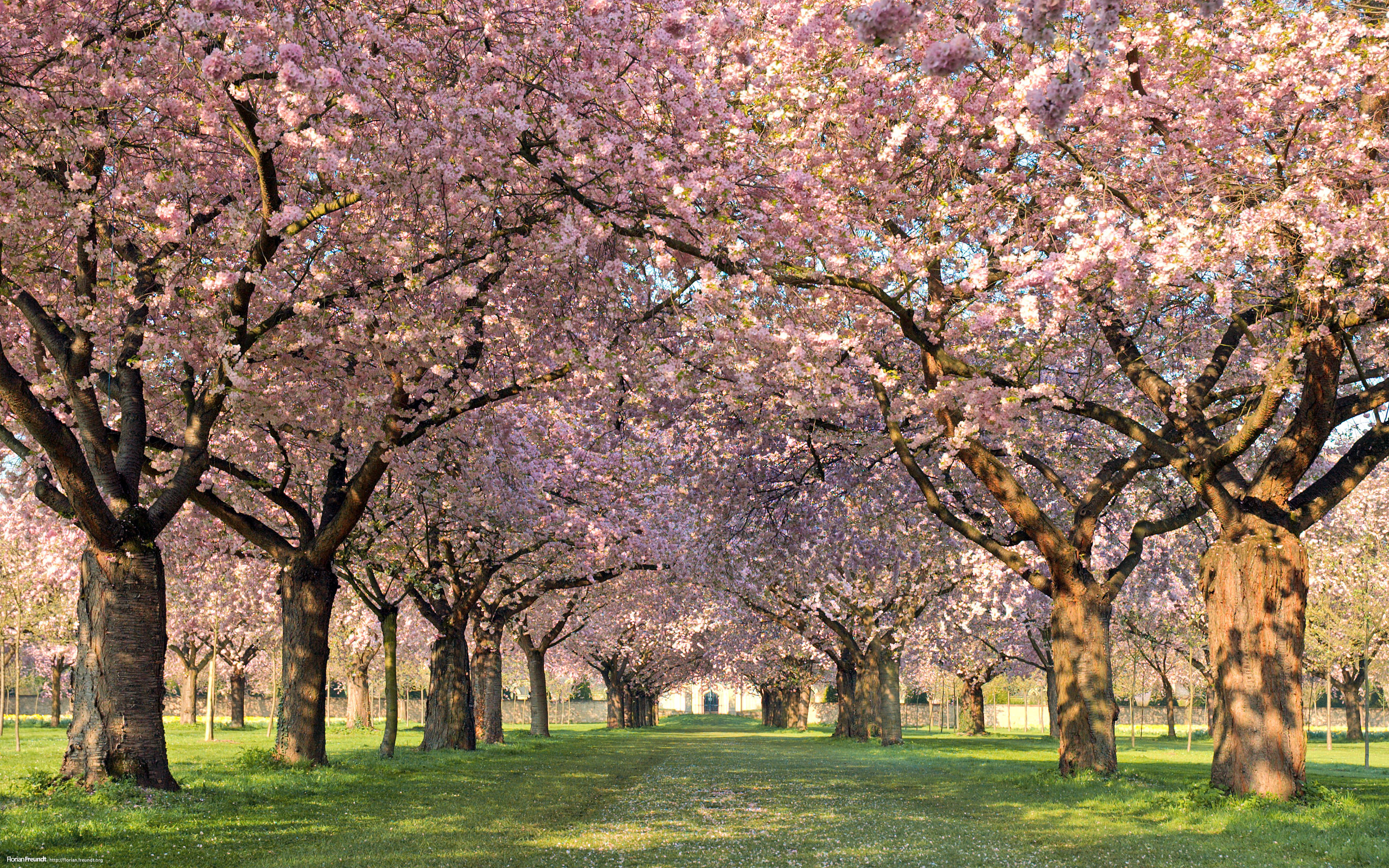 Природа, пейзаж Весна деревья, цветы, аллея, лепестки, природа красивые обои рабочий стол