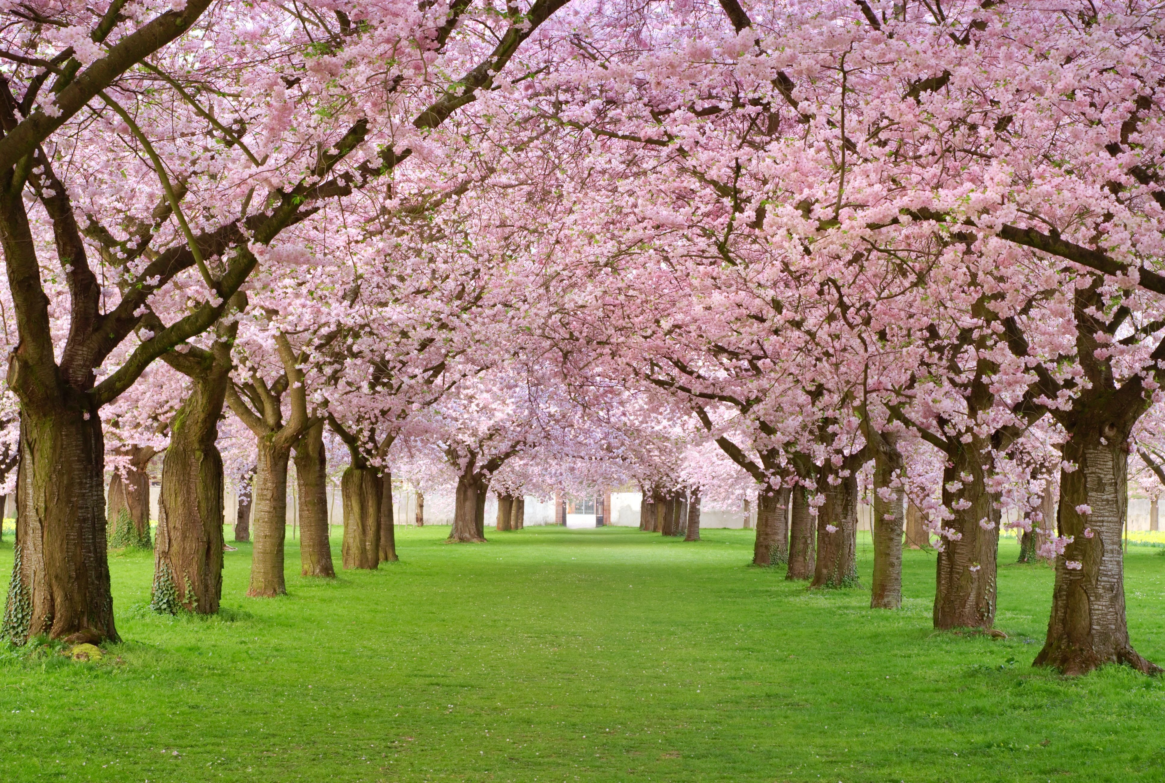 Природа, пейзаж Весна деревья, цветение, лепестки, розовая, аллея красивые обои рабочий стол