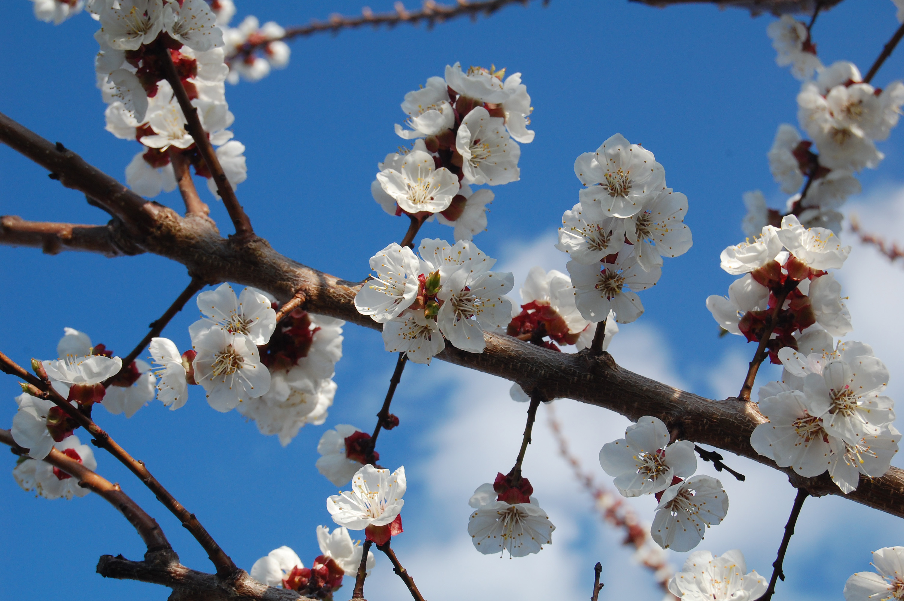 Природа, пейзаж Весна абрикос, цветы, белый, цветение, ветка красивые обои рабочий стол