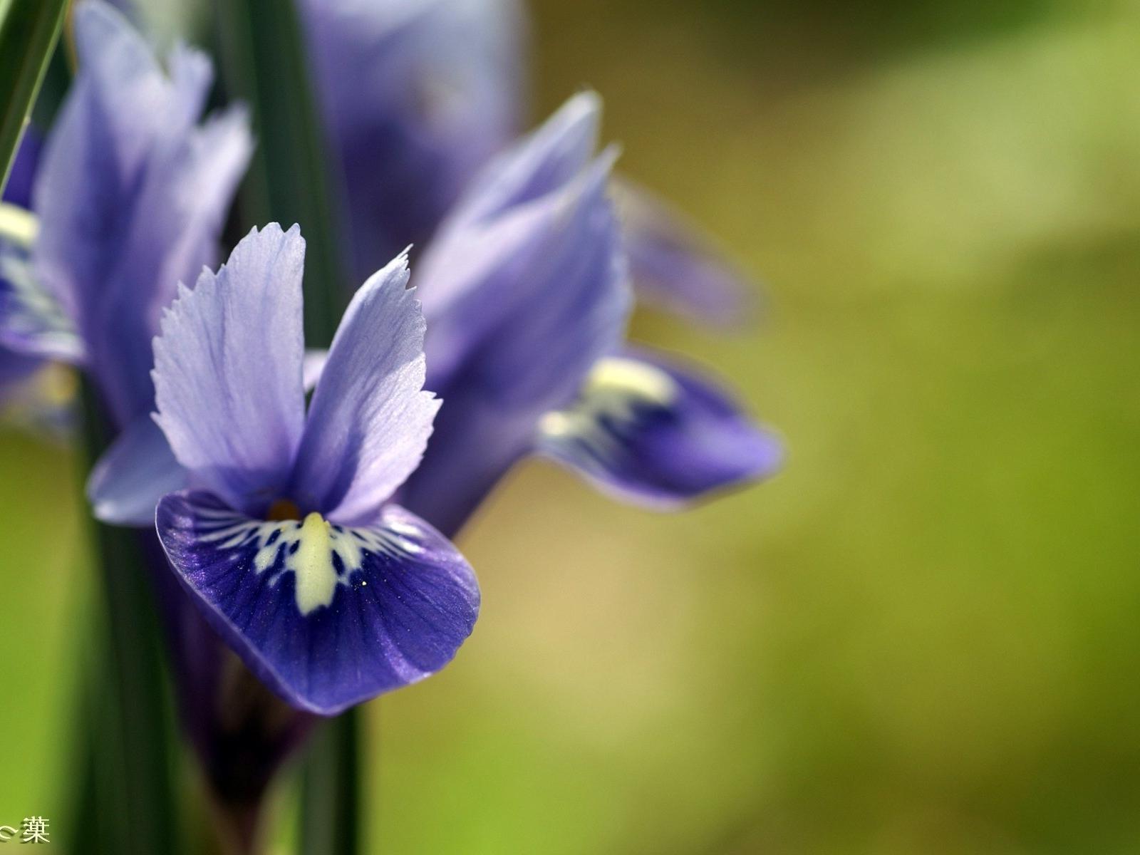  Весна Spring, wallpaper 013 картинка, обои рабочий стол
