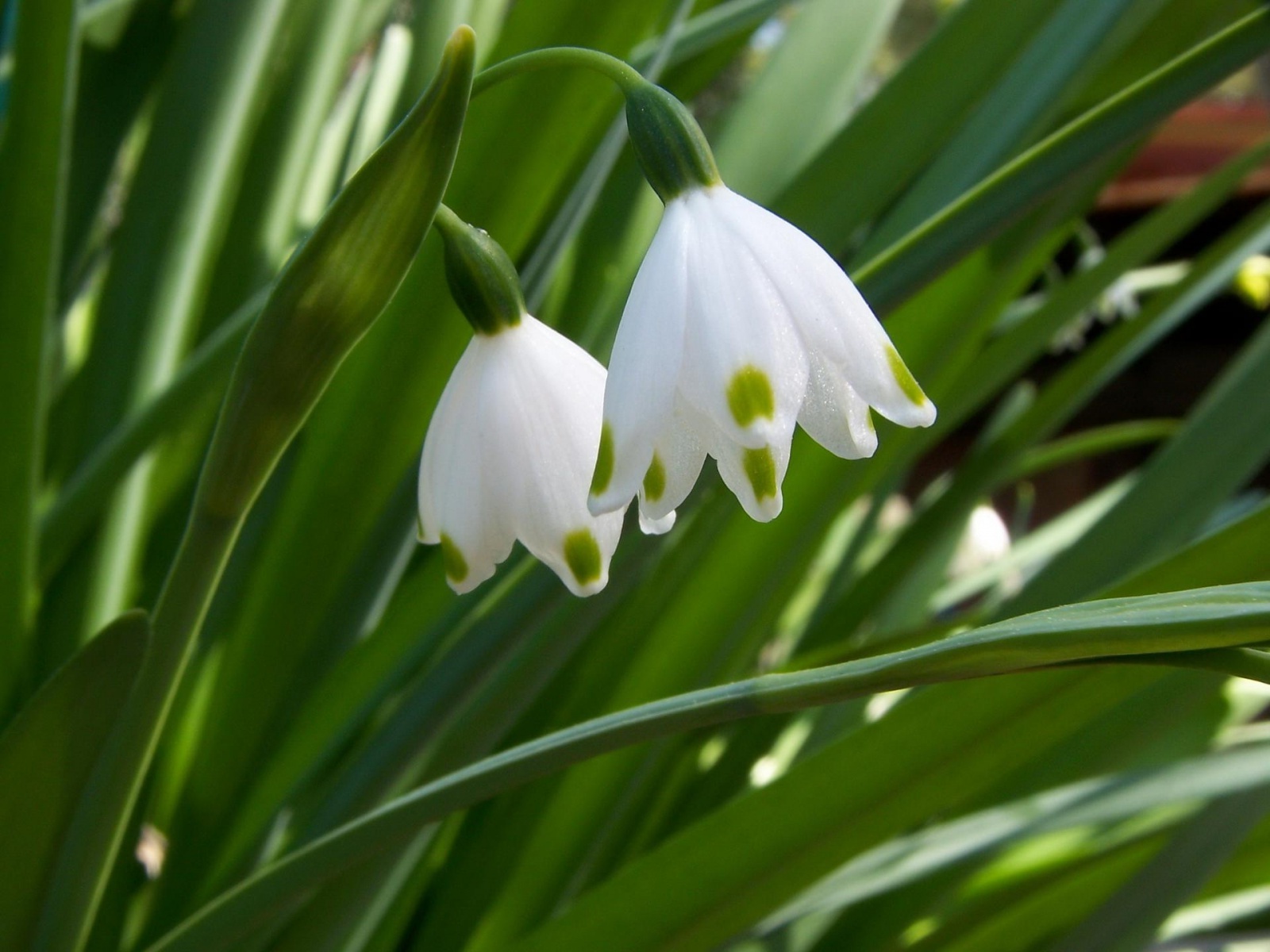  Весна Spring, wallpaper 0147 картинка, обои рабочий стол