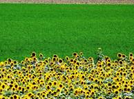 Девушка Лето summer, nature, wallpaper 3156 обои рабочий стол