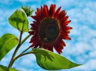 Девушка Лето summer, nature, wallpaper 3162 обои рабочий стол