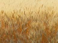 Девушка Лето summer, nature, wallpaper 3147 обои рабочий стол