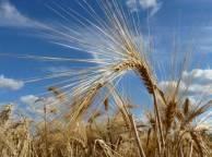Девушка Лето summer, nature, wallpaper 3192 обои рабочий стол