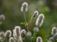 Девушка Лето summer, nature, wallpaper 3145 обои рабочий стол