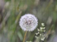 Девушка Лето summer, nature, wallpaper 397 обои рабочий стол