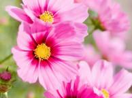 Девушка Лето summer, nature, wallpaper 399 обои рабочий стол