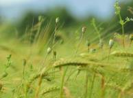 Девушка Лето summer, nature, wallpaper 3190 обои рабочий стол