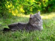 Девушка Лето summer, nature, wallpaper 37 обои рабочий стол