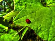 Девушка Лето summer, nature, wallpaper 3194 обои рабочий стол