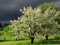 Девушка Лето summer, nature, wallpaper 3117 обои рабочий стол
